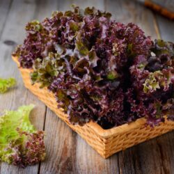 9 avantages étonnants de la laitue frisée rouge