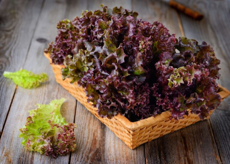 9 avantages étonnants de la laitue frisée rouge