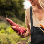 Patate douce – Le super aliment aux multiples bienfaits