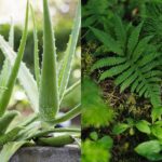 2 plantes exotiques détoxifient vos intestins